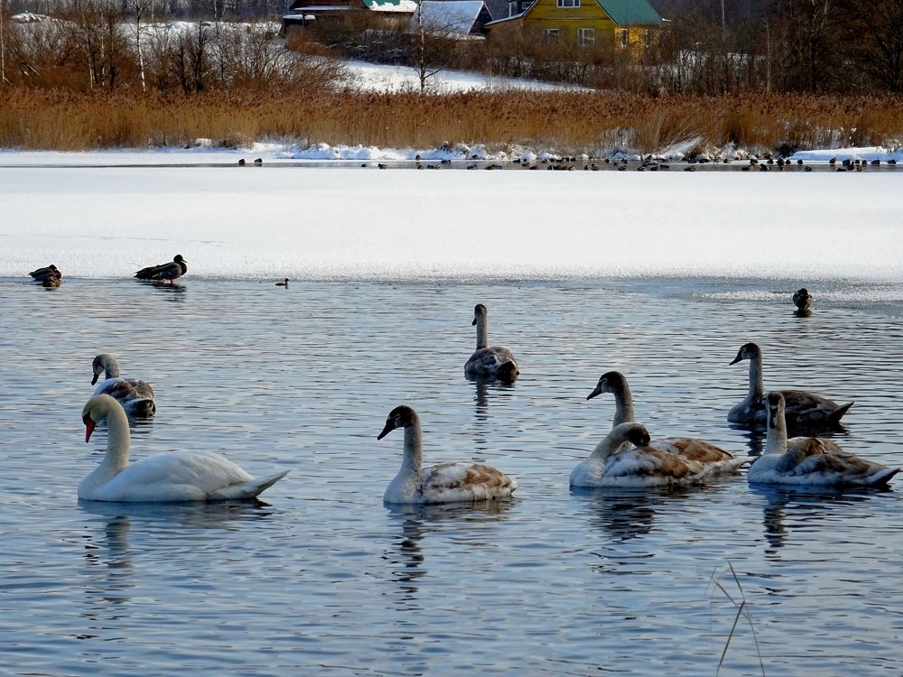 Photograph by Марина Пшен