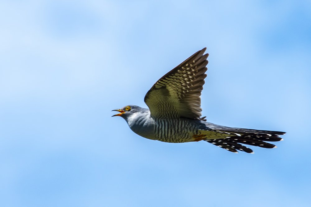Обыкновенная кукушка.