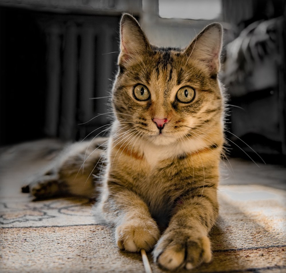 Photograph by Игорь Смирнов