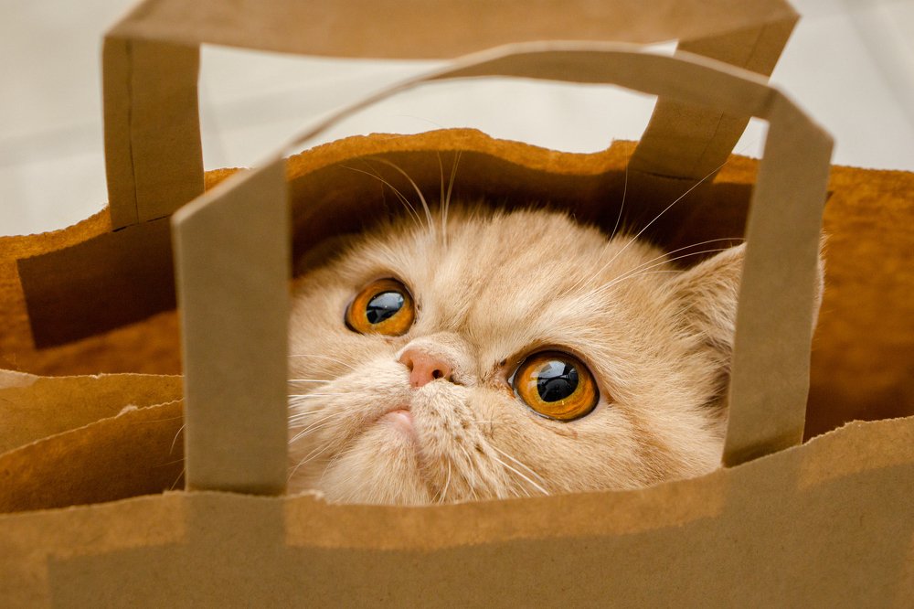 Photograph by Catalin Arcu