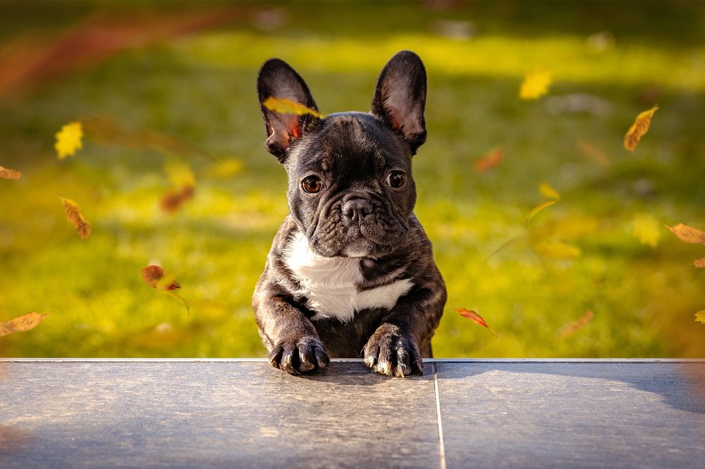 Photograph by Catalin Arcu