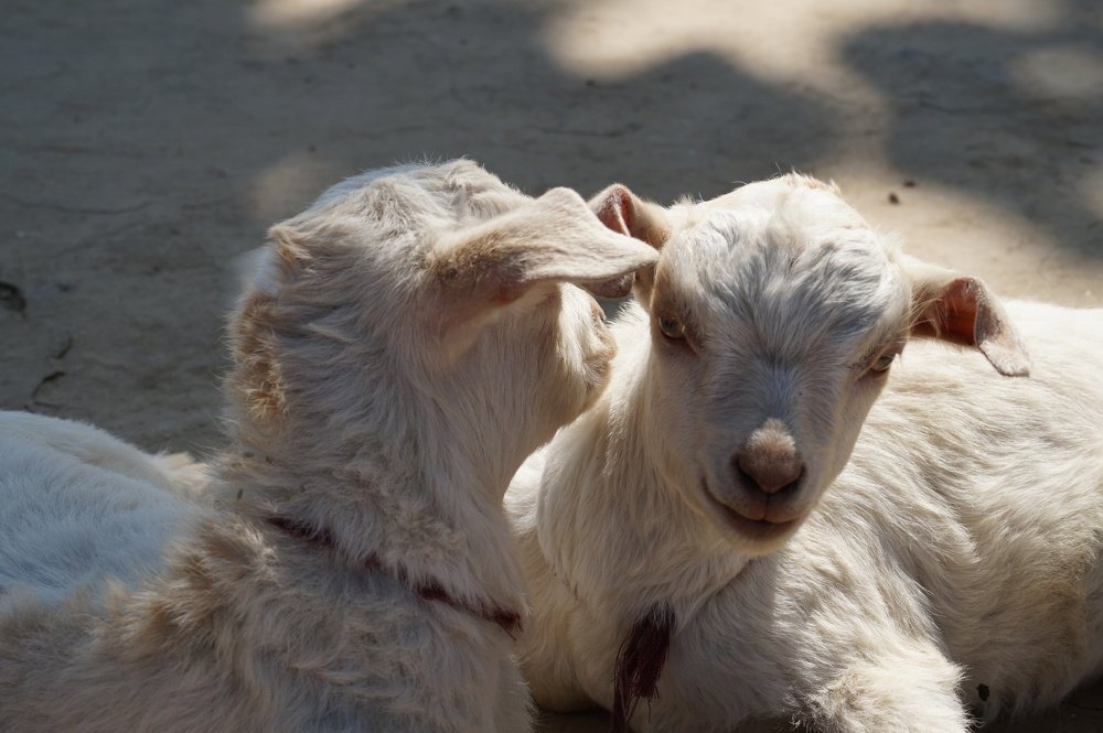 Фотография автора Sonali Mahakal