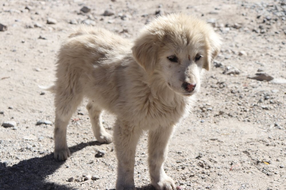 Фотография автора Sonali Mahakal