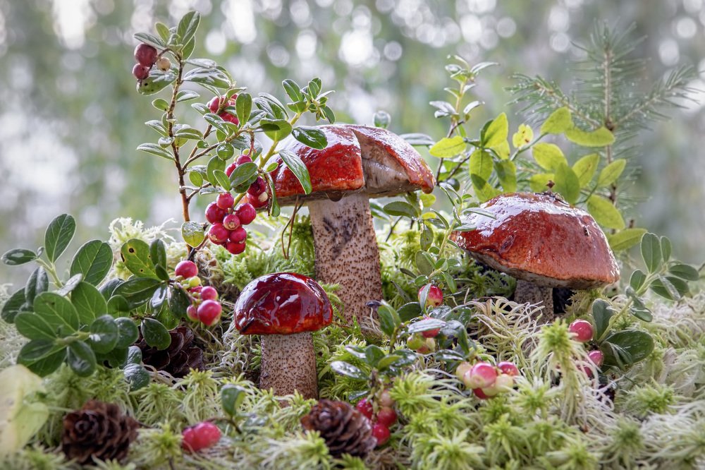 Photograph by Игорь Смирнов