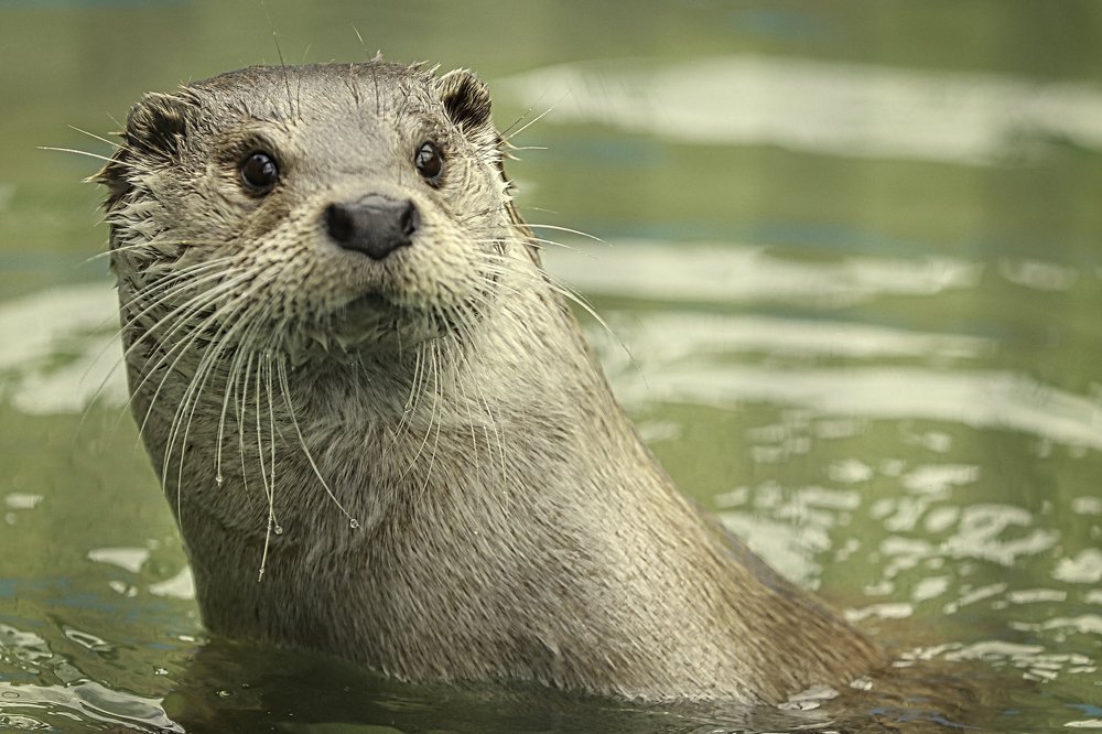 Photograph by Наталья Викарчук