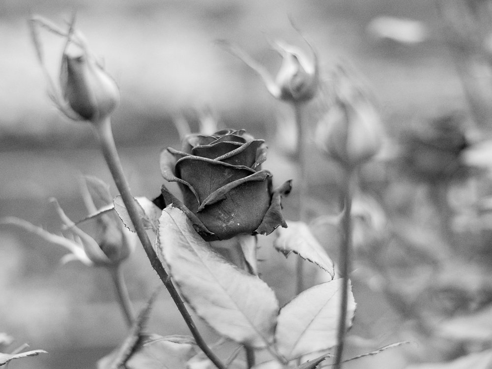 Photograph by Станислав Березкин