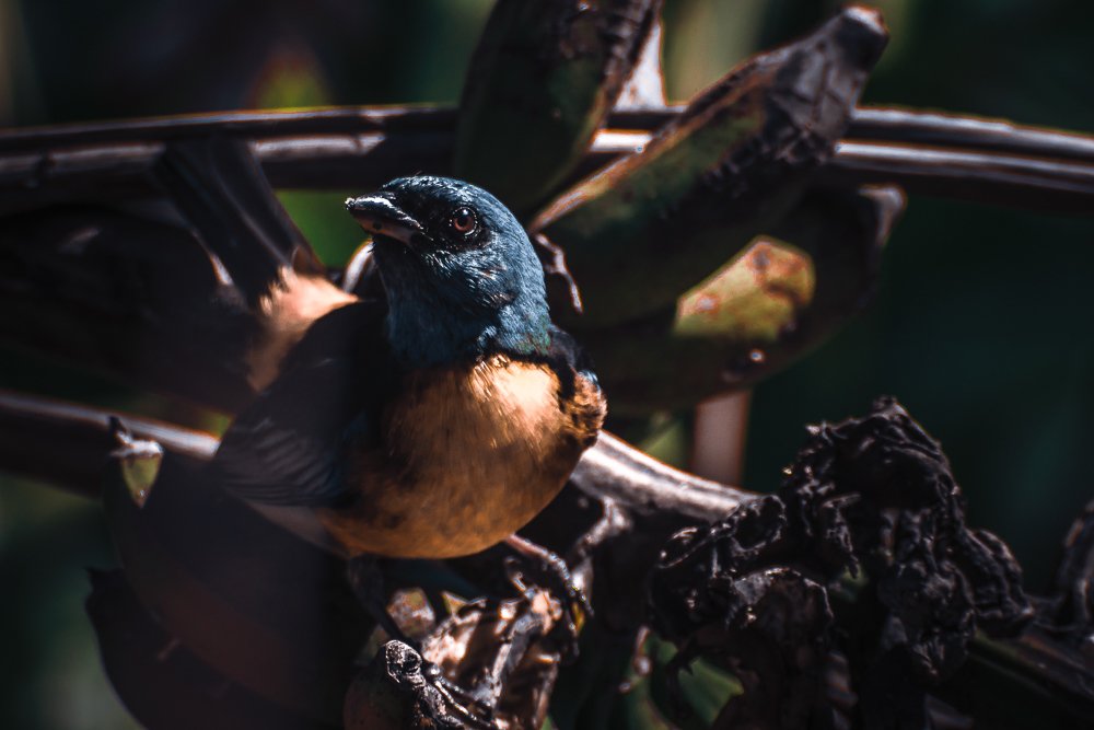 Photograph by Rodrigo Silveira