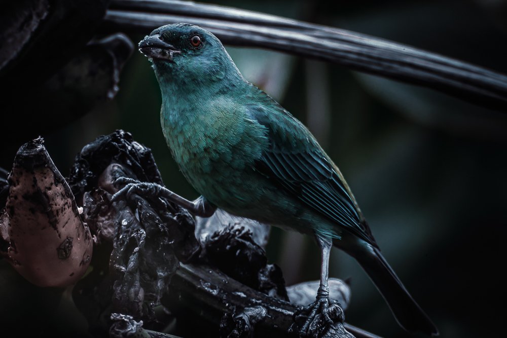 Photograph by Rodrigo Silveira