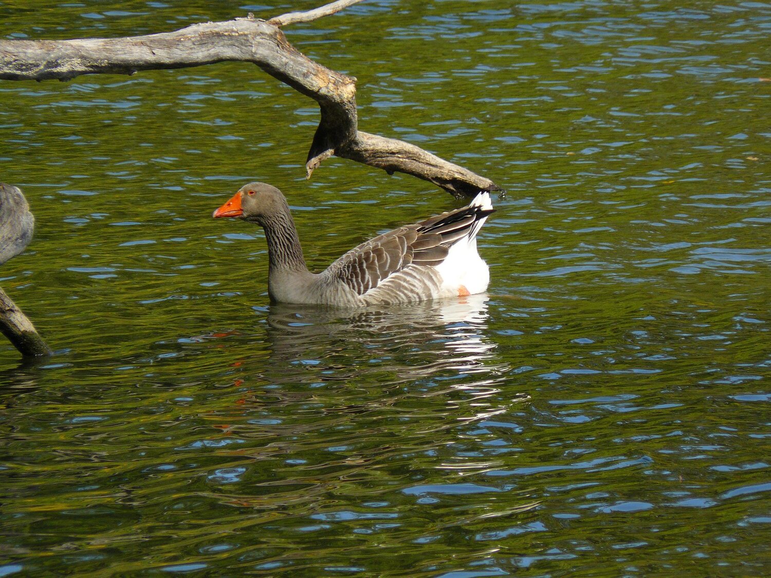 гордый
