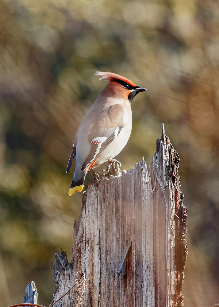 Свиристель.