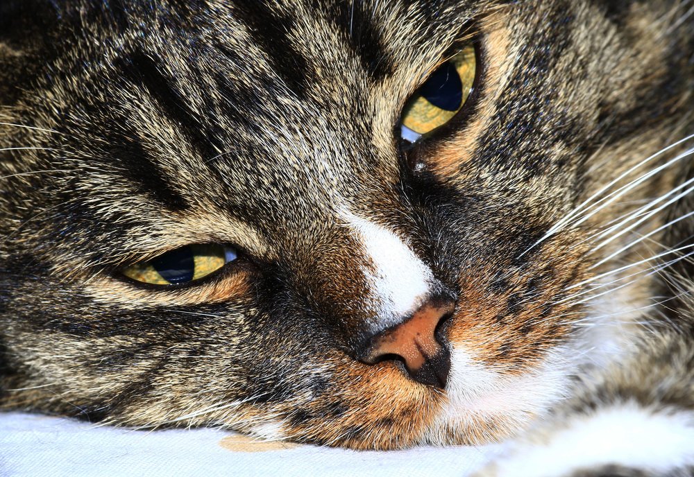 Photograph by Интэро Тиллен