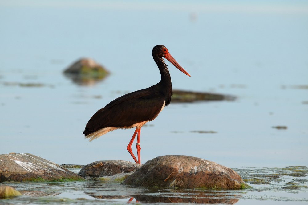 Чёрный Аист