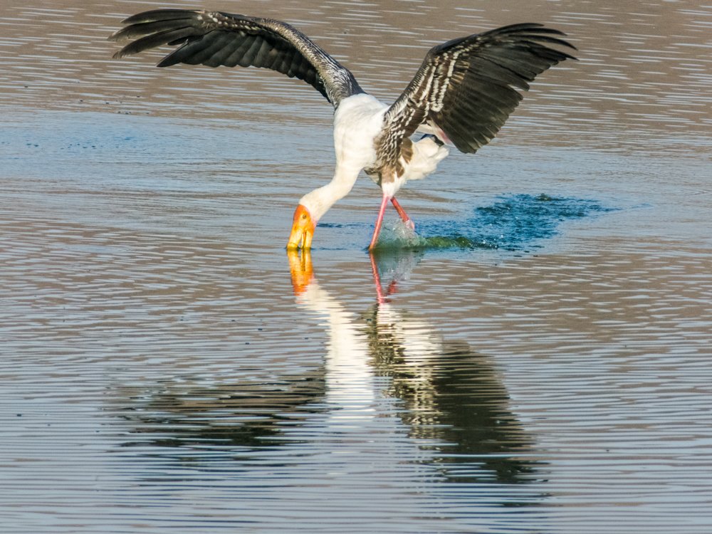 Photograph by Pramathesh Saha