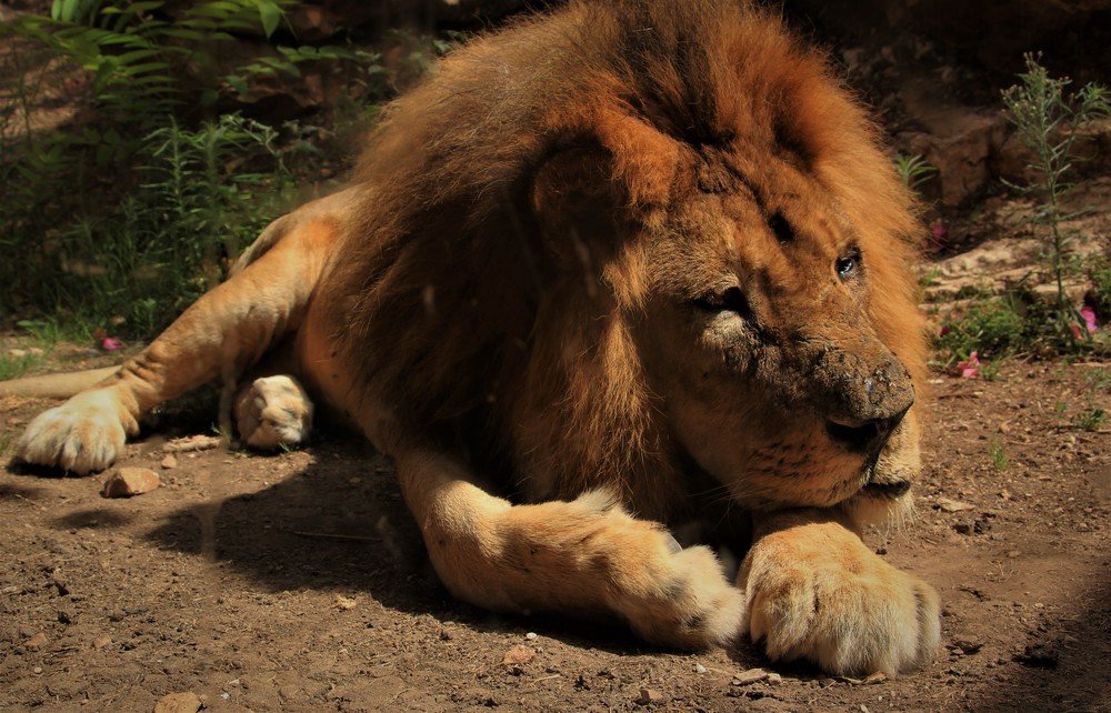 Царь зверей.