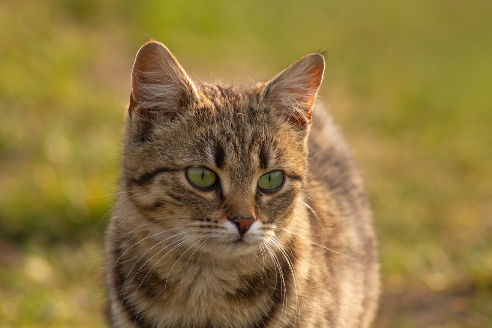 Photograph by Богдан Бигун