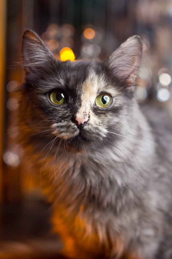 Photograph by Алла Семенова