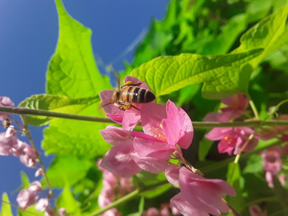 Bee Working\La productrice