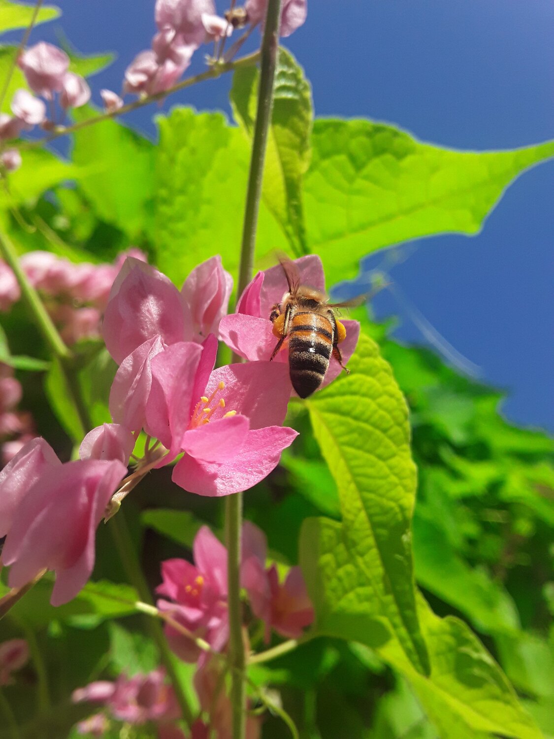Bee Working\La productrice Bee Working\La productrice