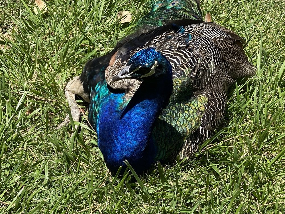pavo real