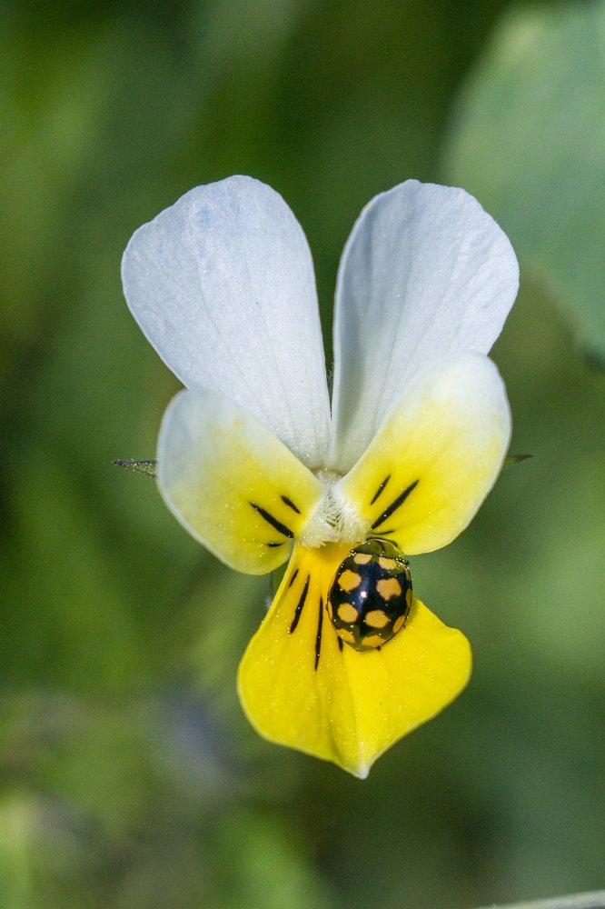 Coccinula quatuordecimpustulata in Viola arvensis