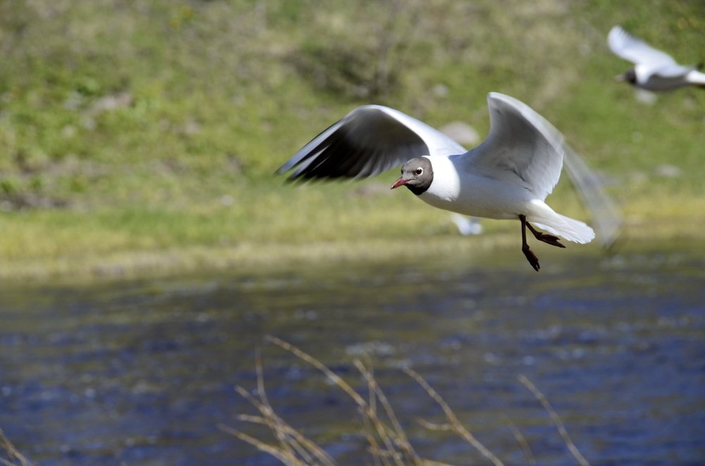 Photograph by Николай Соколовский