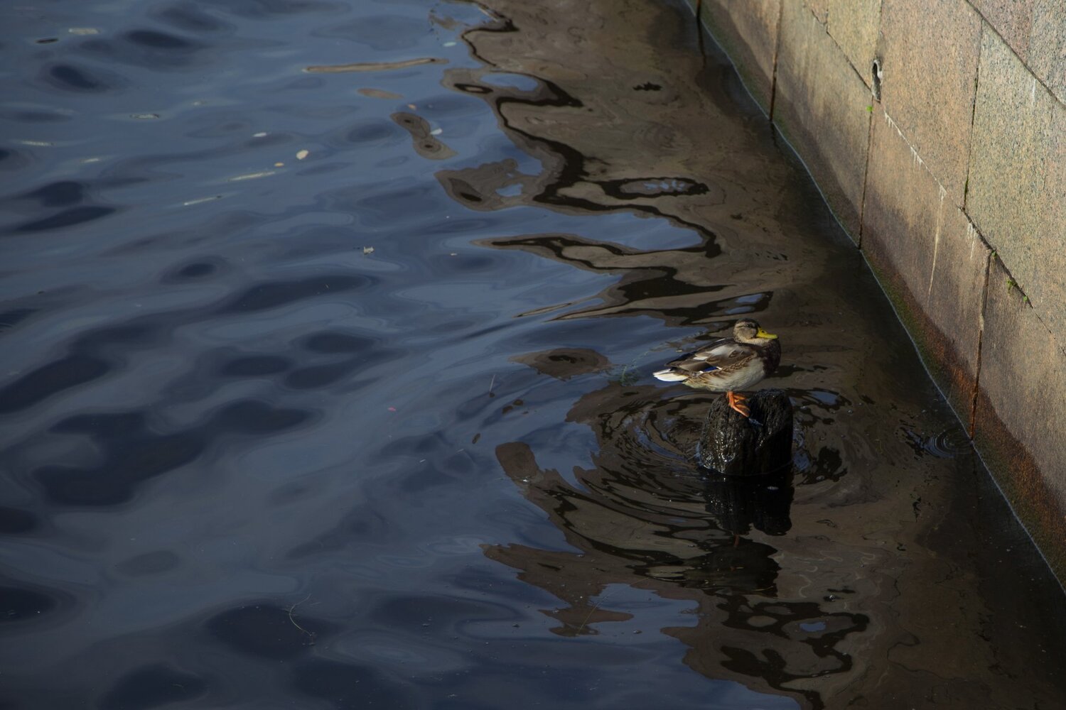 Photo #4997665