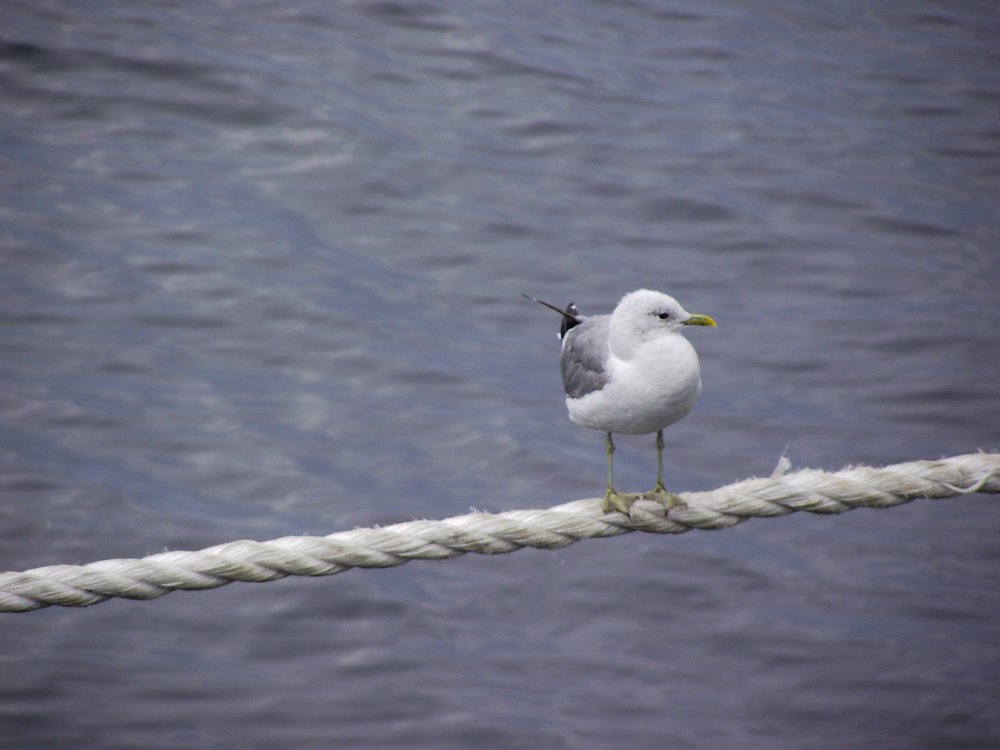 Photo #4997667