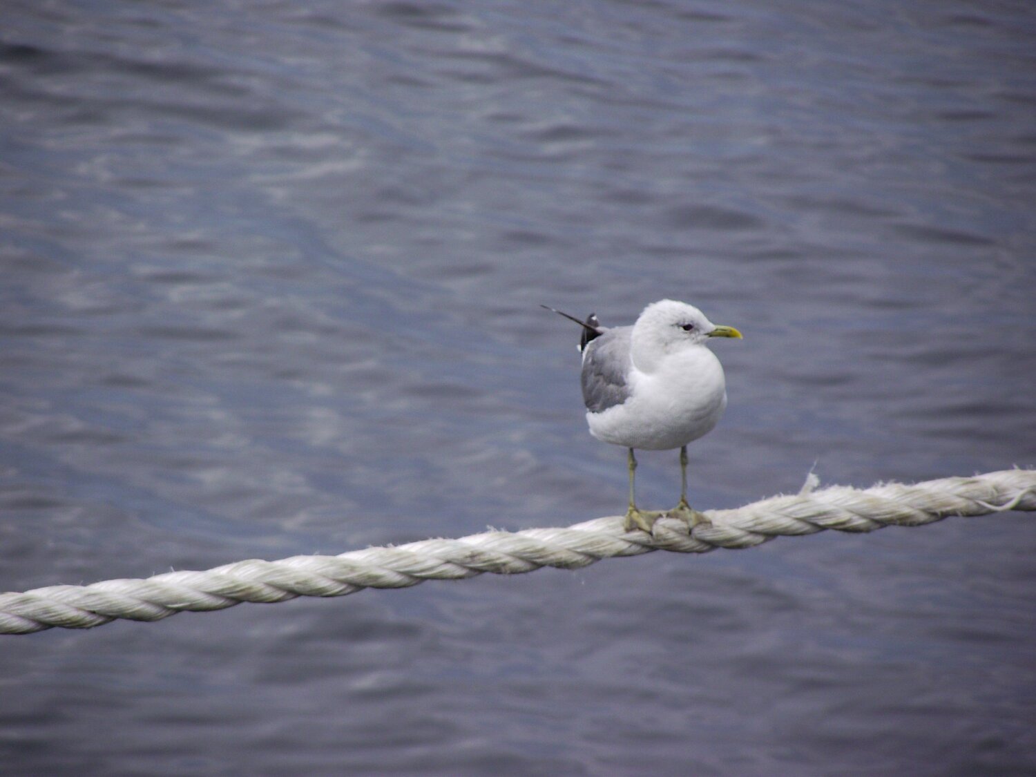 Photo #4997667