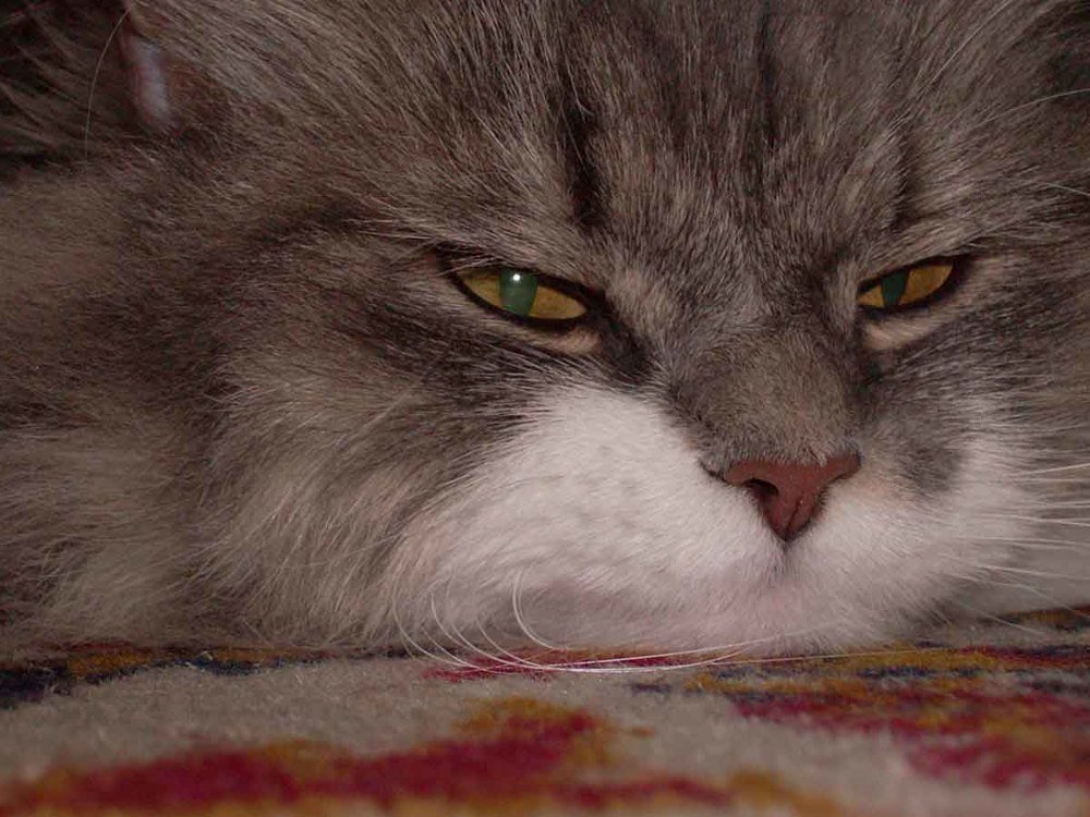 Photograph by Игорь Пшеничников