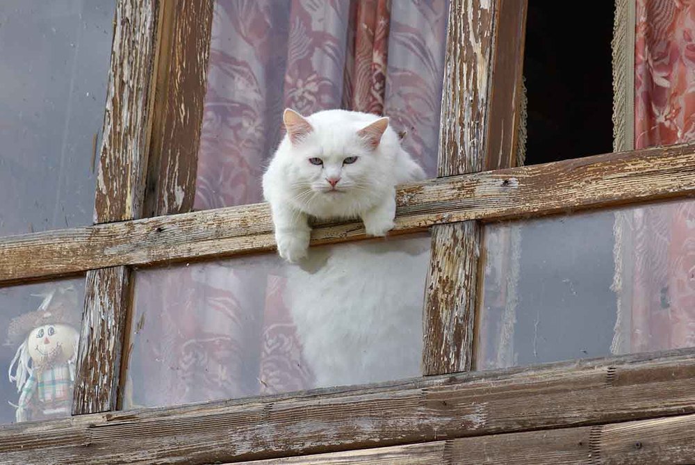 Photograph by Игорь Пшеничников