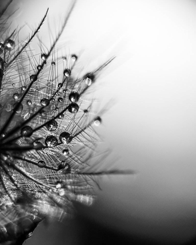 Crystal of water drops