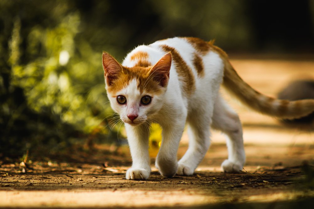 The cat is crossing the path