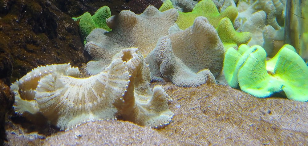 Photograph by Elena Chandran