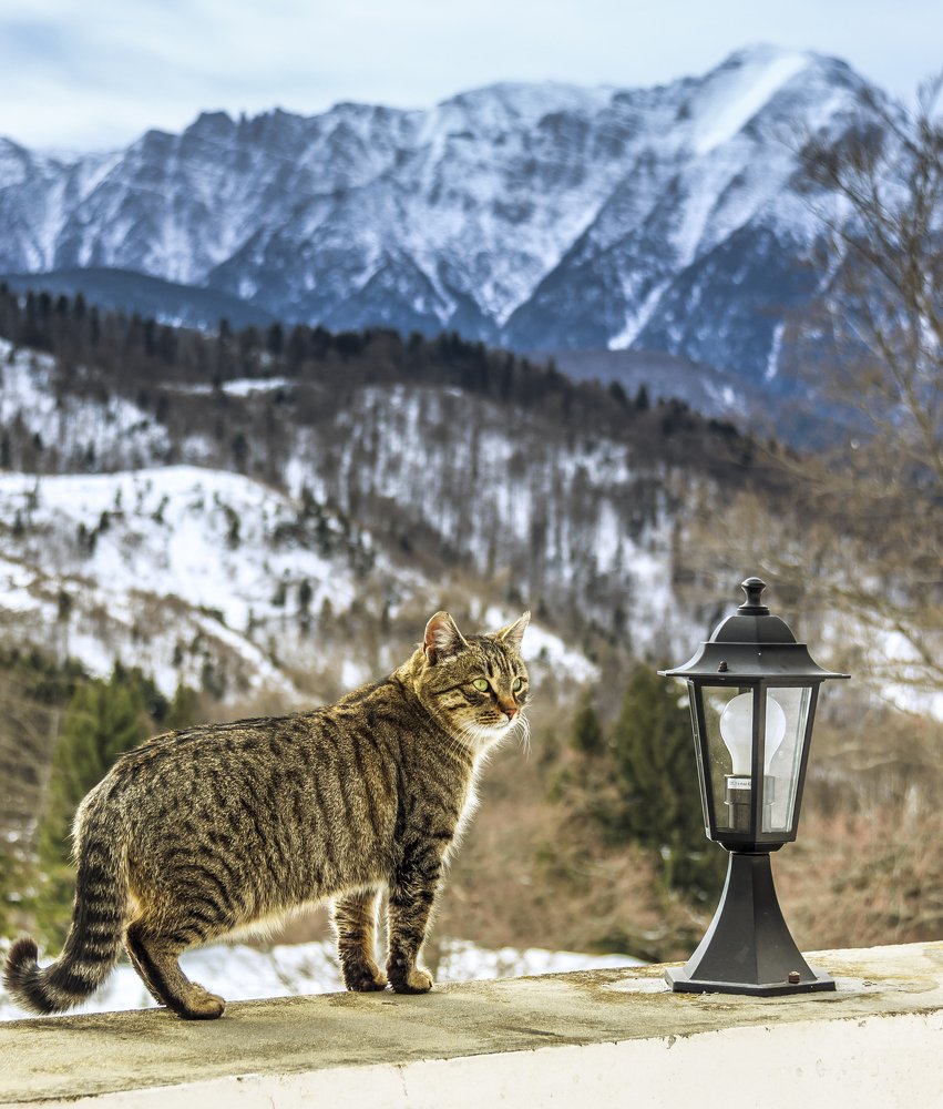 Фотография автора Comșa Bogdan