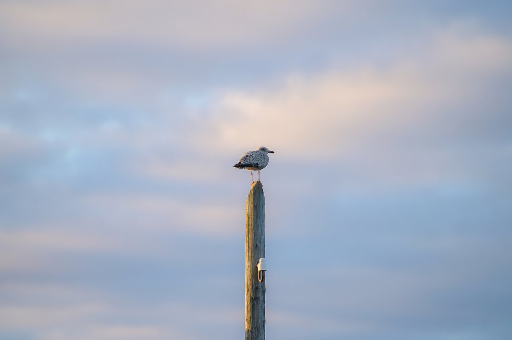 Photograph by Олег Иваницкий