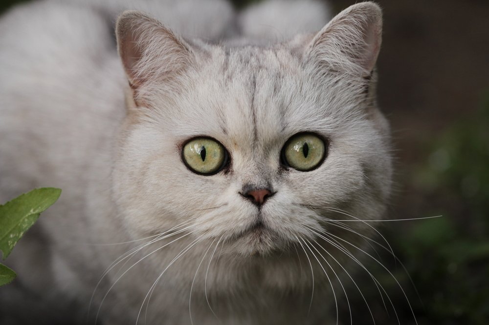 Фотография автора Елена Колосова