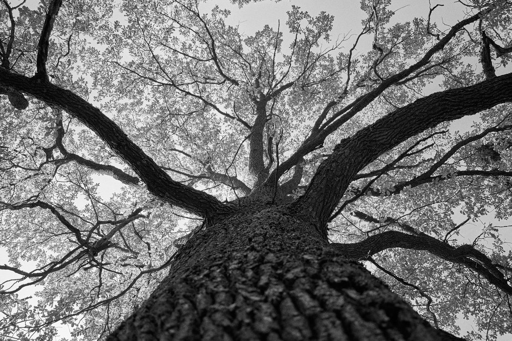 Photograph by Денис Бусел