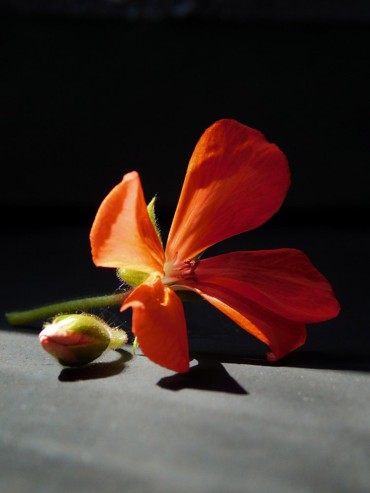 Photograph by Anastasia