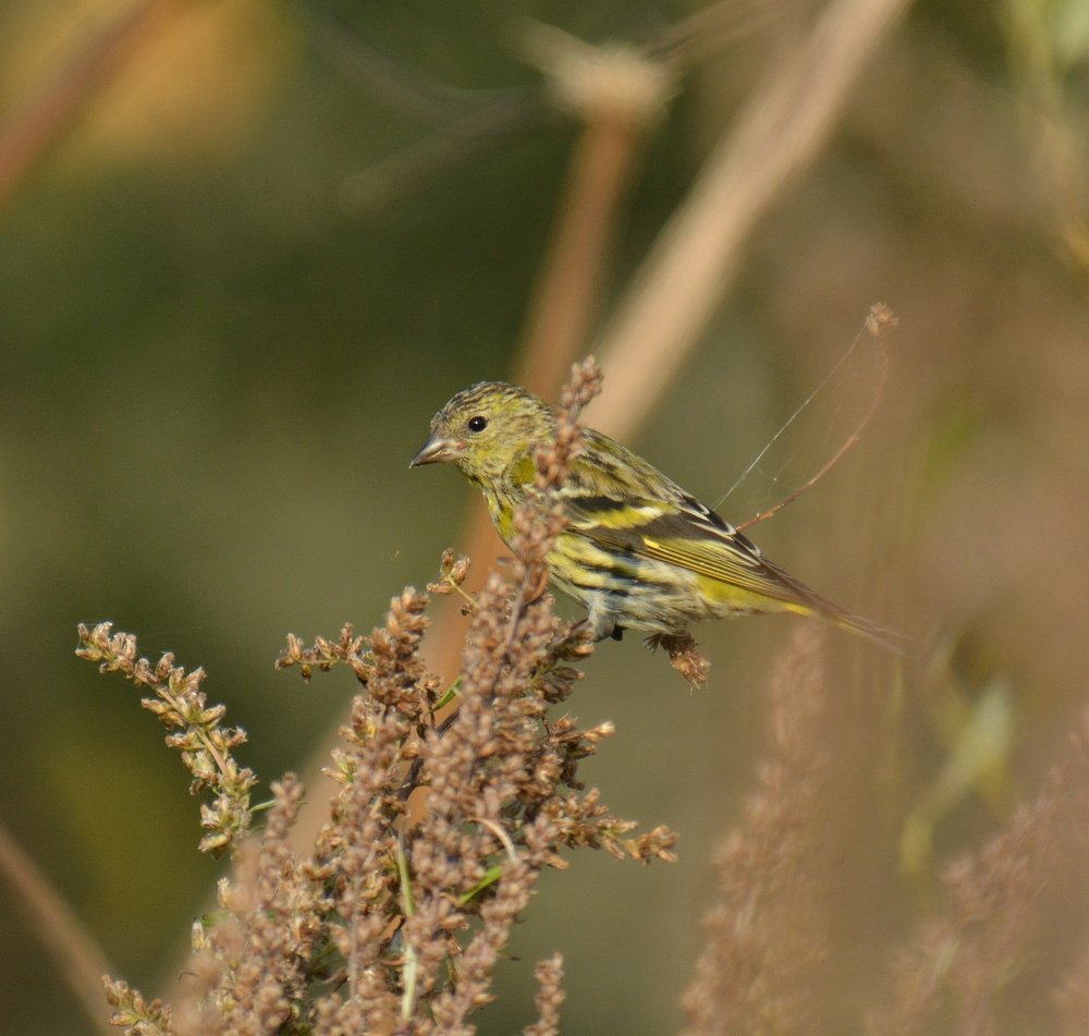 Photograph by Алексей Фомичев