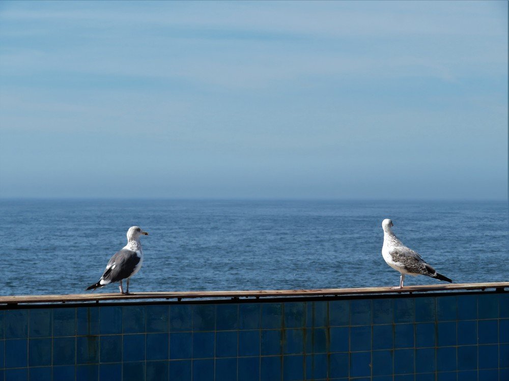 A pair of seagulls