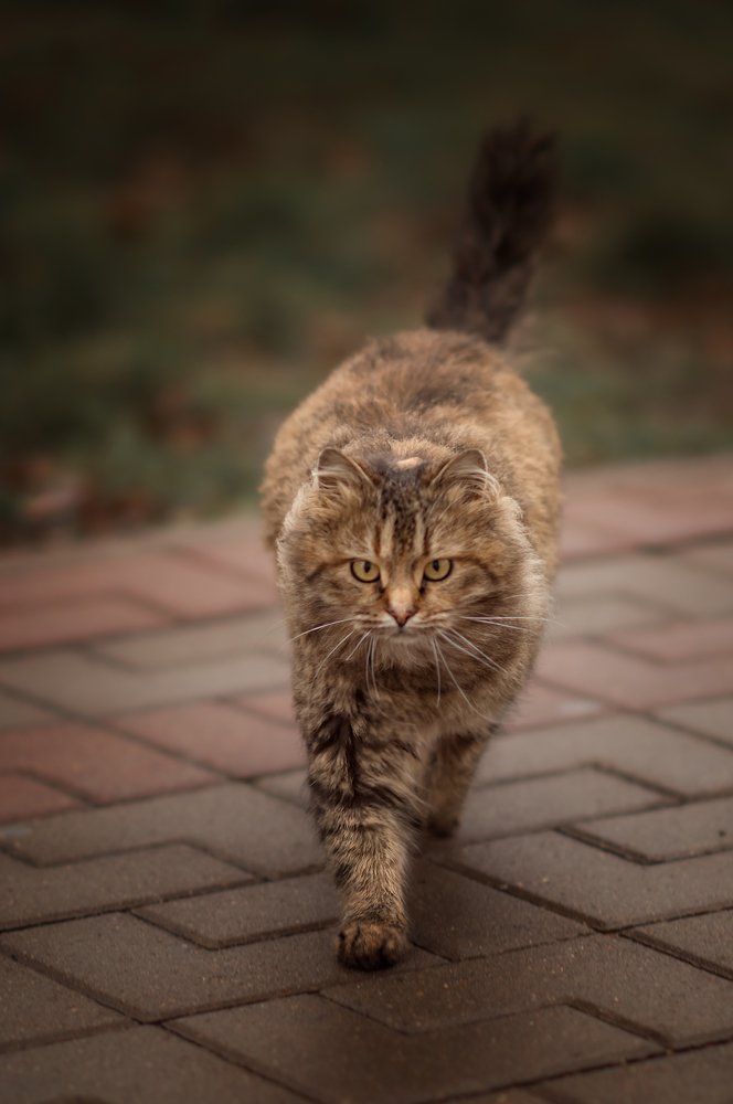 Photograph by Светлана Елисеева