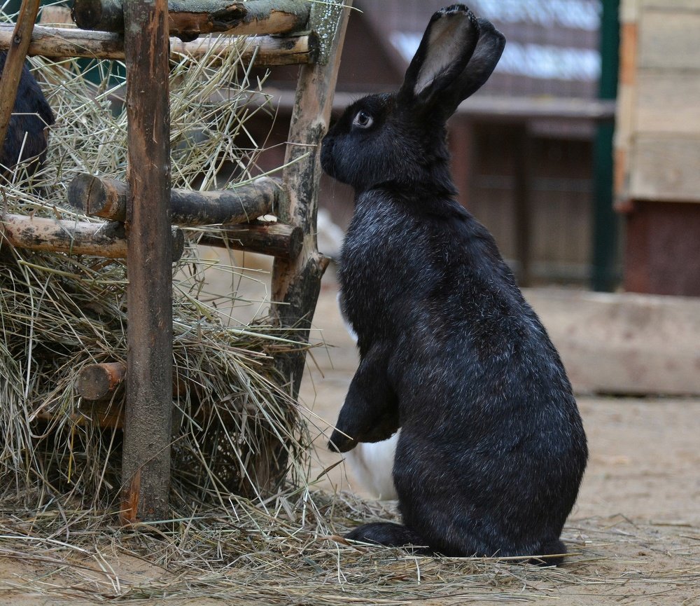 Photograph by Алексей Фомичев