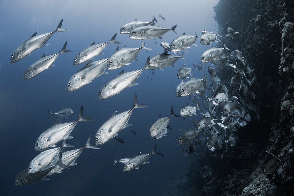 Железный поток