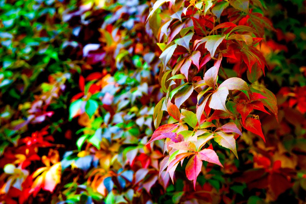 Photograph by Светлана Паренкова