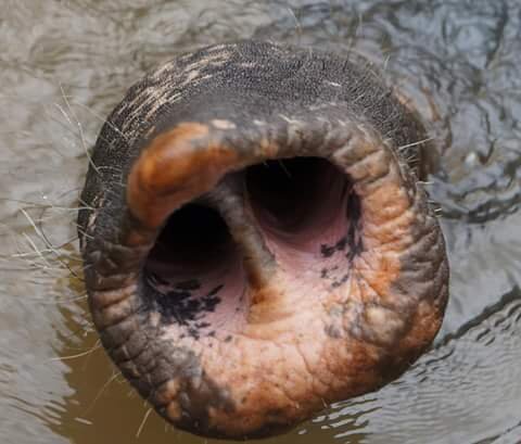 Nilami the elephant