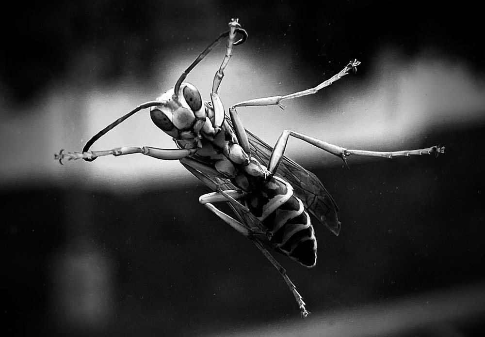 Photograph by zahra alkhawaher