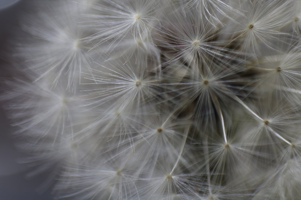 Diente de león