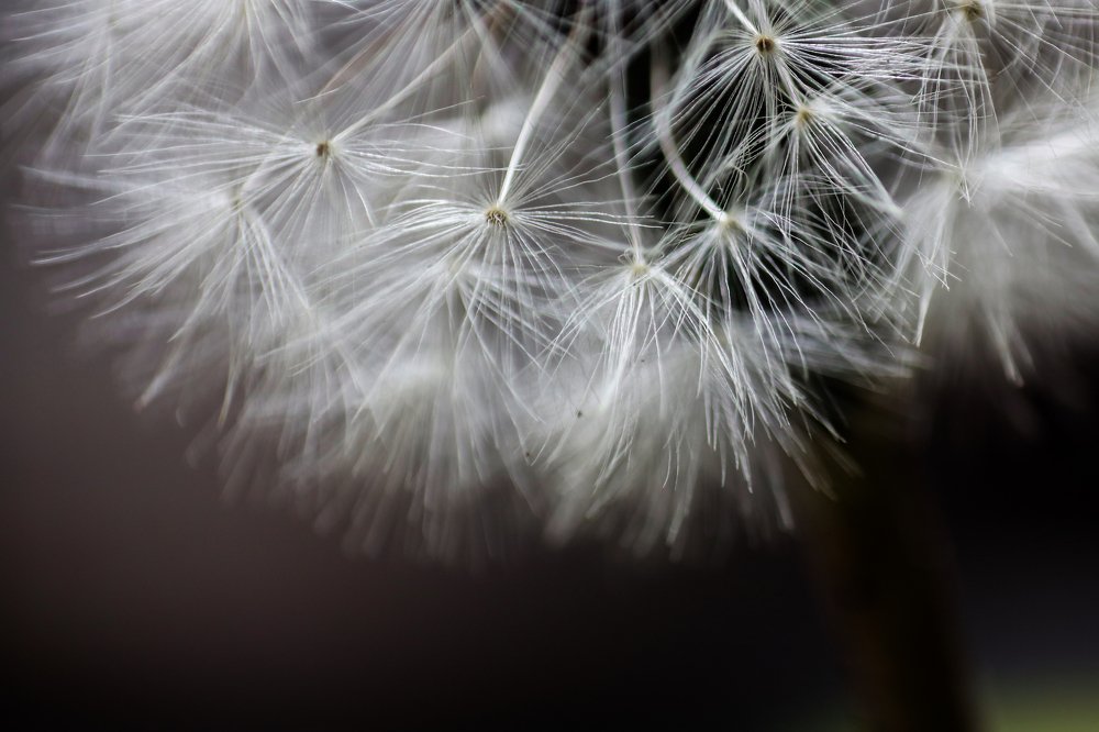 Diente de león