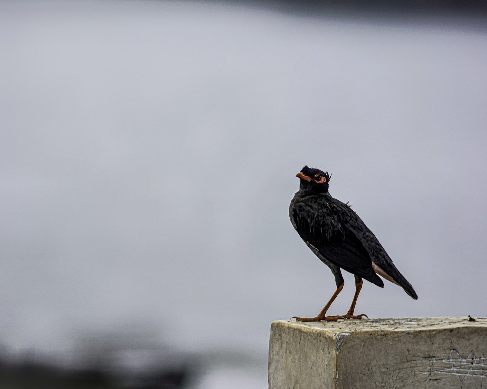 Фотография автора Aryan Singh