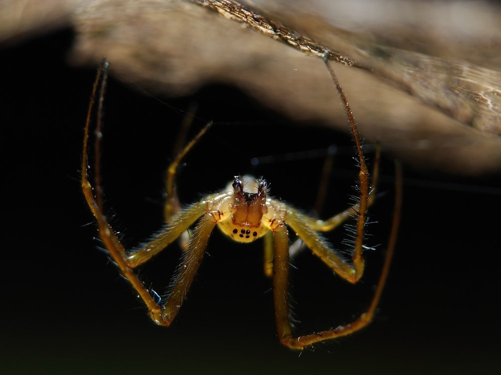 The spider is upside down